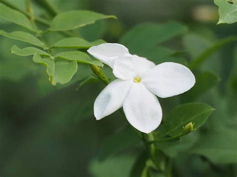 茉莉花種類